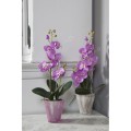 800px_Orchid V3.jpg