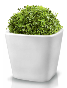 Kwadratowa donica ceramiczna 36x33 cm